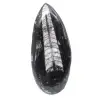 Fossil Orthoceras from Morocco - 0