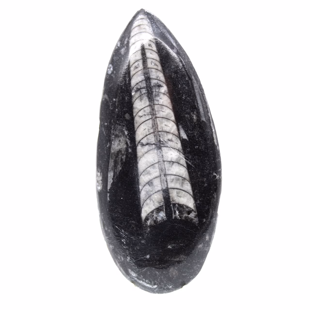 Fossil Orthoceras from Morocco