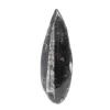 Fossil Orthoceras - 0