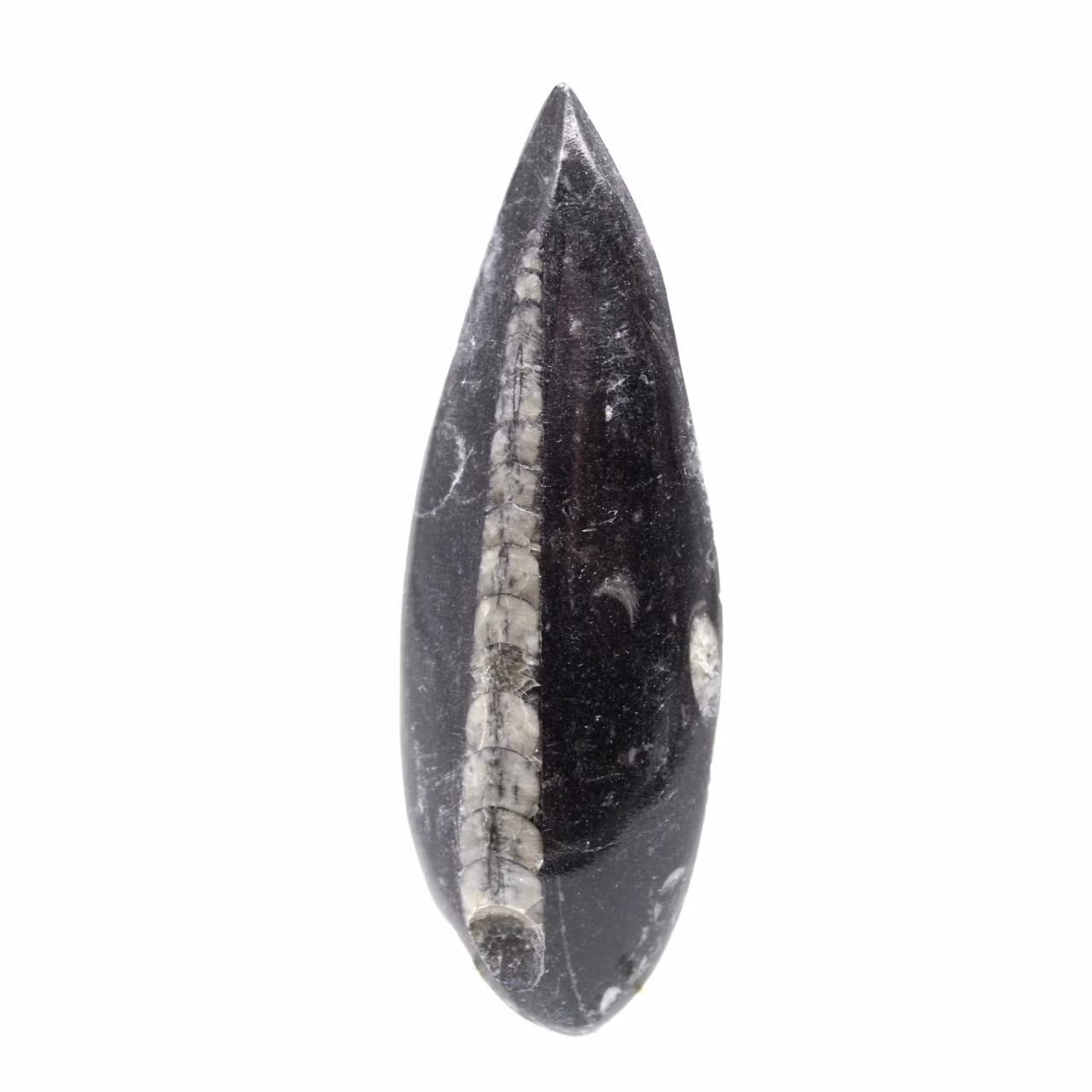 Fossil Orthoceras