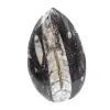 Fossil Orthoceras from Morocco - 0