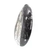 Fossil Orthoceras from Morocco - 2