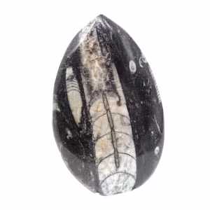 Fossil Orthoceras from Morocco