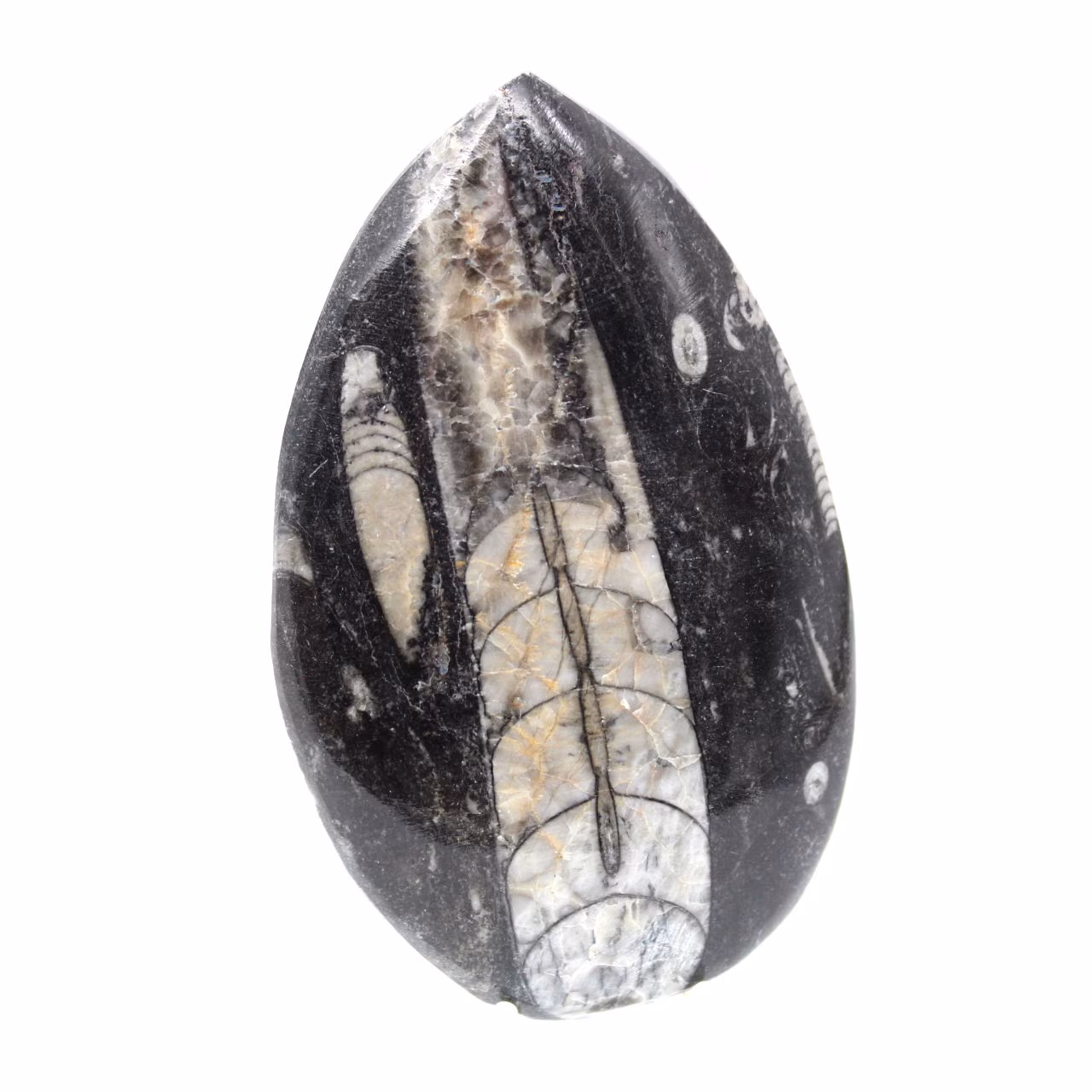 Fossil Orthoceras from Morocco