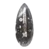 Fossil Orthoceras - 0