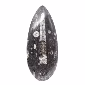 Fossil Orthoceras