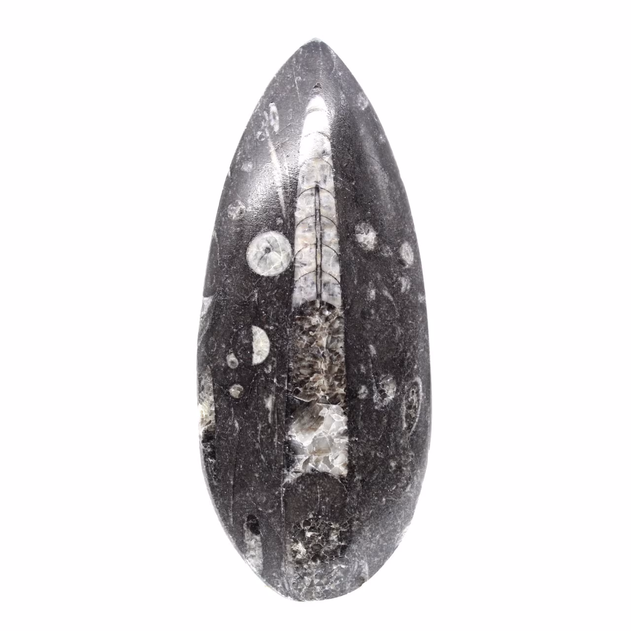 Fossil Orthoceras