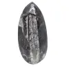 Fossil Orthoceras from Morocco - 0