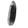 Fossil Orthoceras from Morocco - 2