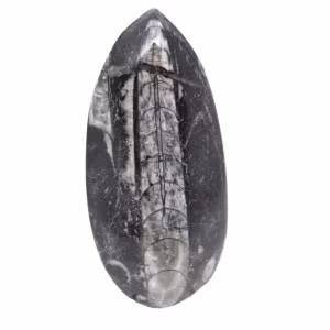 Fossil Orthoceras from Morocco