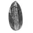 Fossil Orthoceras from Morocco