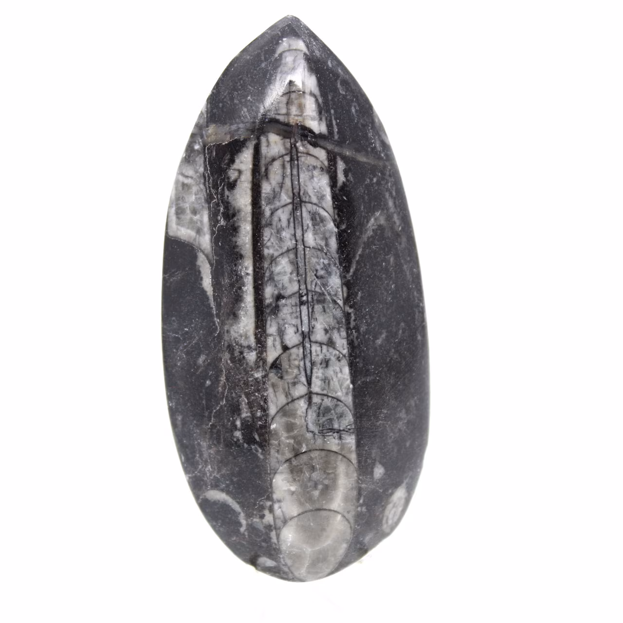 Fossil Orthoceras from Morocco