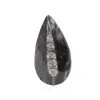Fossil Orthoceras - 0