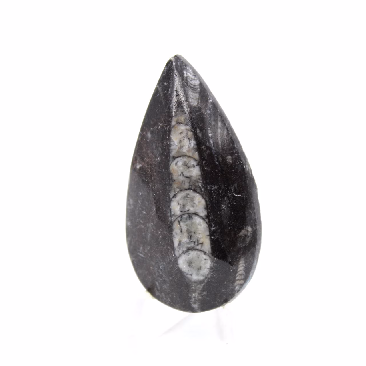 Fossil Orthoceras