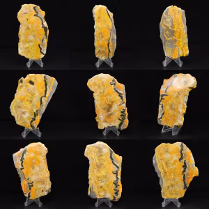 Bumblebee Jasper