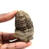 Fossil trilobite - 0