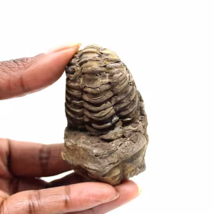 Fossil trilobite