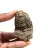 Fossil trilobite