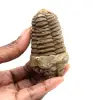 Fossil trilobite - 0