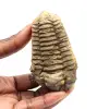 Fossil trilobite - 0