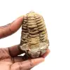 Fossil trilobite - 0