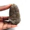 Fossil trilobite - 0