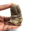 Fossil trilobite - 0