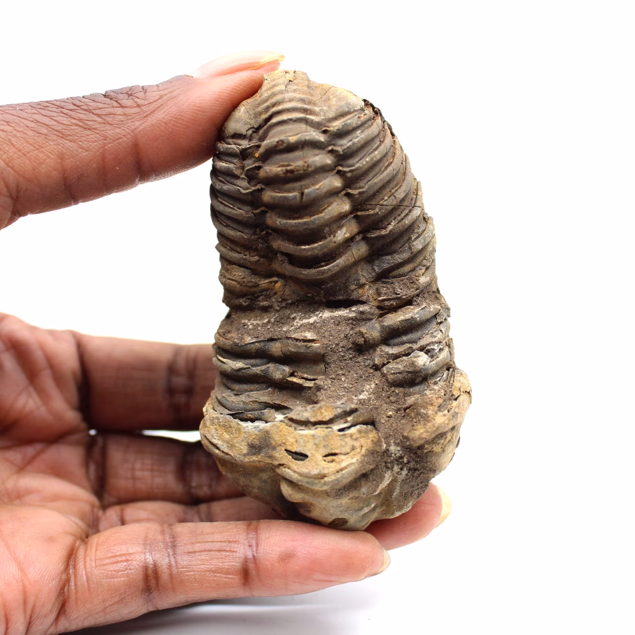 Fossil trilobite