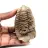 Fossil trilobite