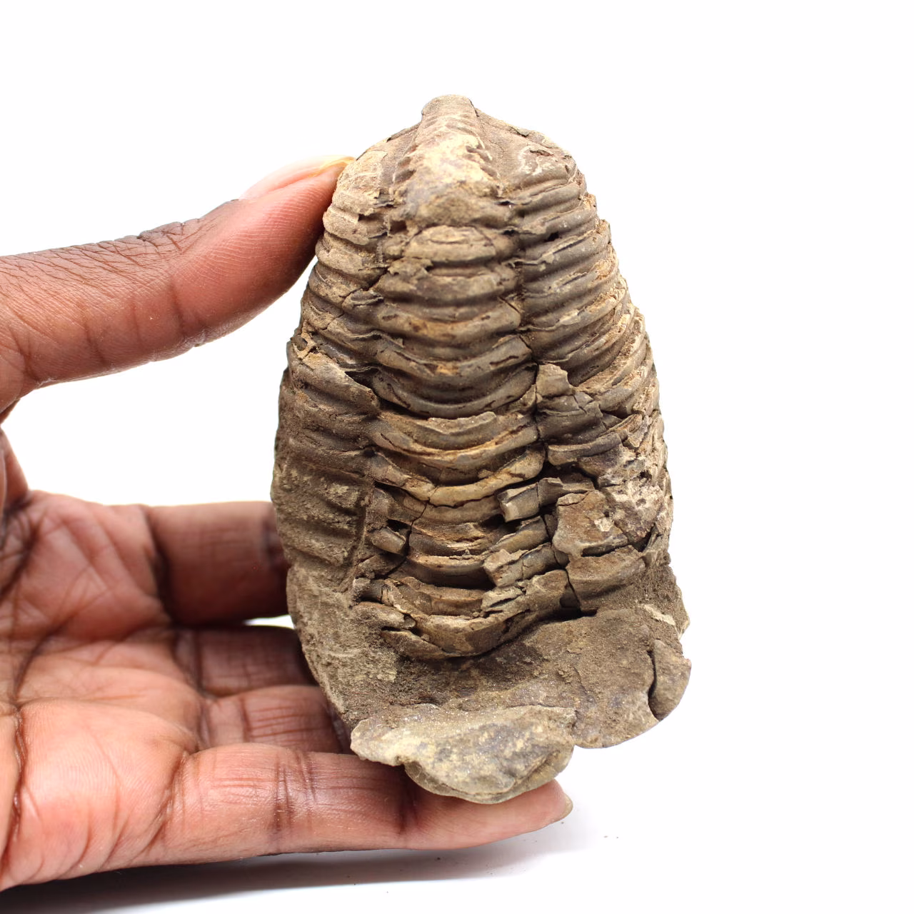 Fossil trilobite