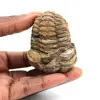 Fossil trilobite - 0