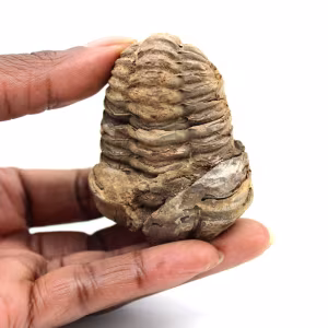 Fossil trilobite