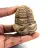 Fossil trilobite