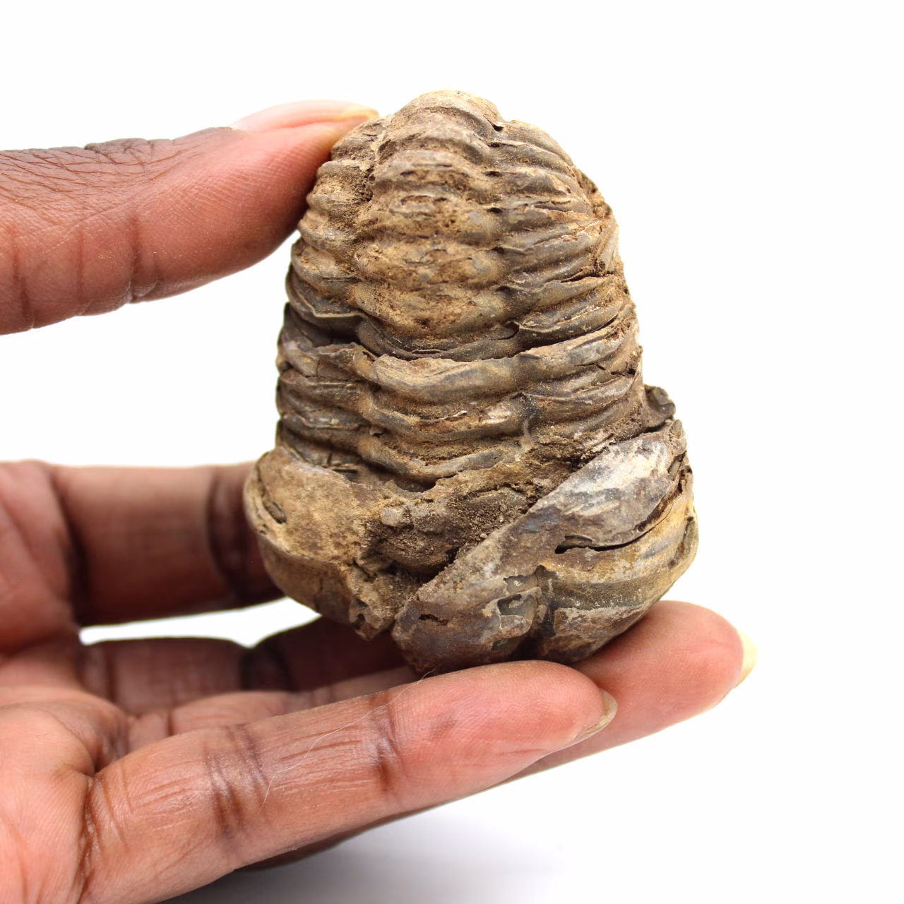 Fossil trilobite