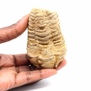Fossil trilobite