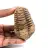 Fossil trilobite