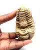 Fossil trilobite - 0