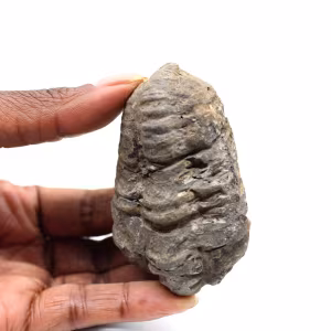 Fossil trilobite