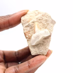 Fossil tooth of Otodus from Morocco