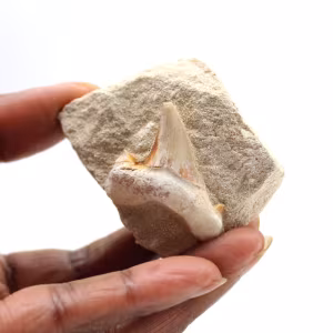 Fossil tooth of Otodus