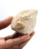 Fossil tooth of Otodus from Morocco - 0