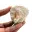 Fossil tooth of Otodus from Morocco — 5