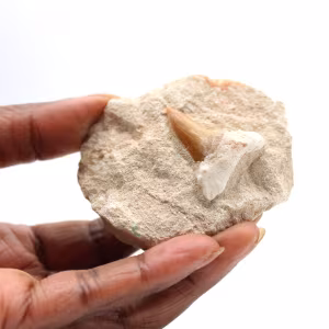 Fossil tooth of Otodus from Morocco