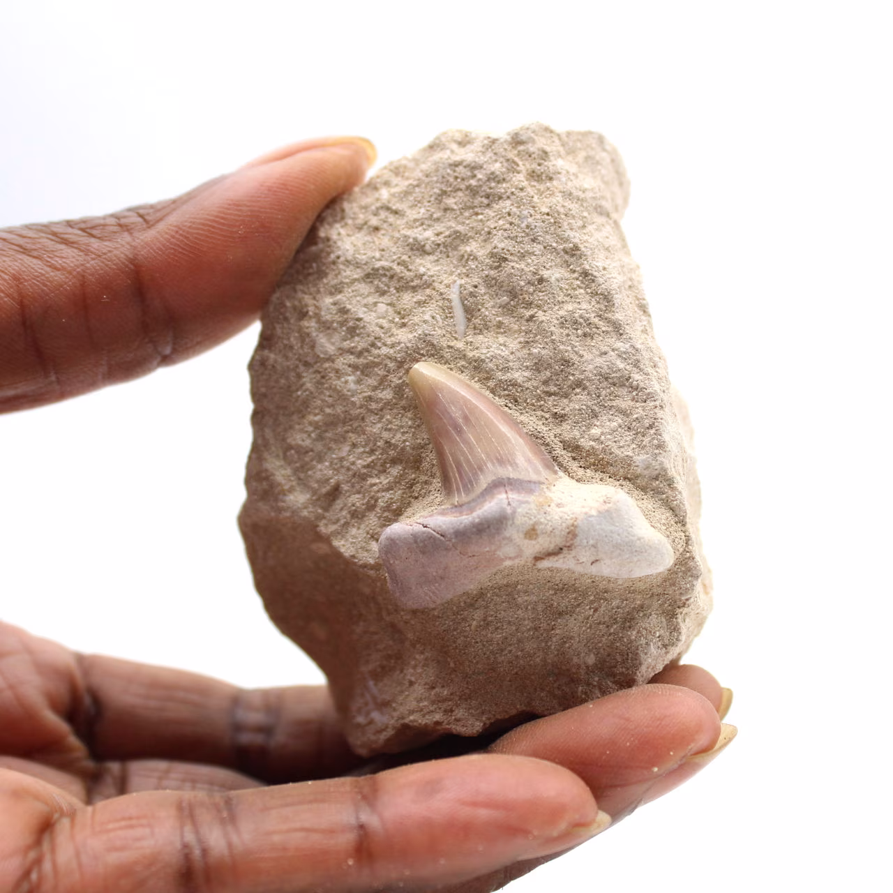 Fossil tooth of Otodus