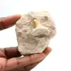 Fossil tooth of Otodus from Morocco - 0