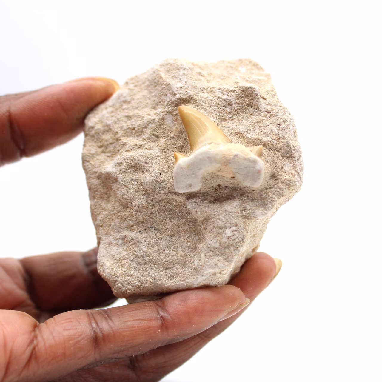Fossil tooth of Otodus from Morocco