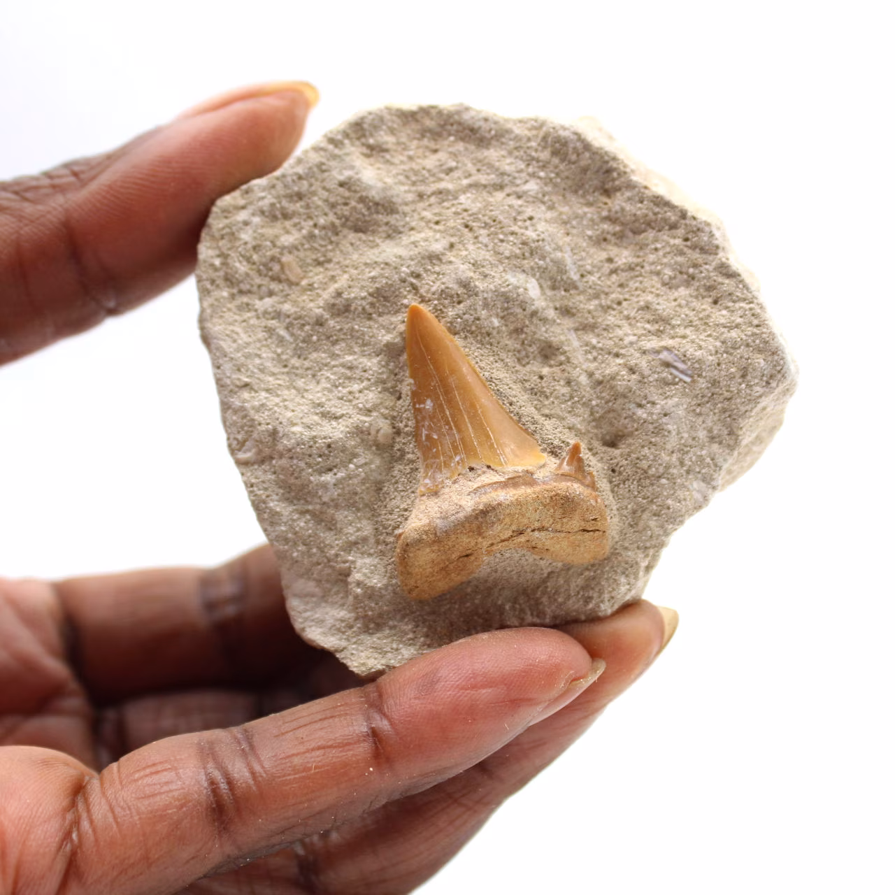 Fossil tooth of Otodus