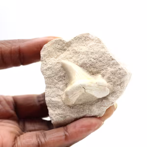 Fossil tooth of Otodus from Morocco