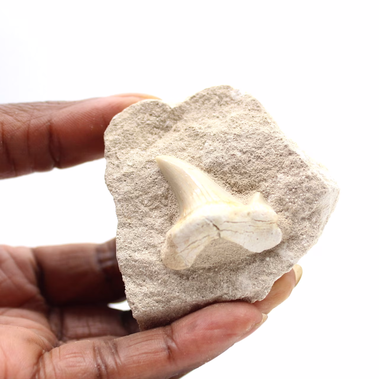 Fossil tooth of Otodus from Morocco