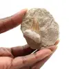 Fossil tooth of Otodus - 0